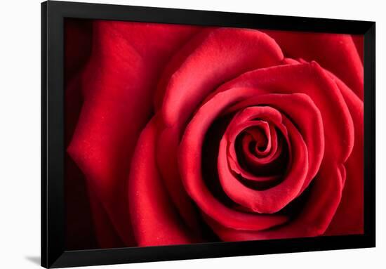 Closeup Red Rose Flower as Love Nature Background-Voy-Framed Photographic Print