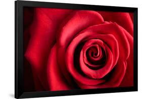 Closeup Red Rose Flower as Love Nature Background-Voy-Framed Photographic Print