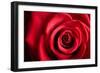 Closeup Red Rose Flower as Love Nature Background-Voy-Framed Photographic Print