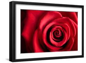 Closeup Red Rose Flower as Love Nature Background-Voy-Framed Photographic Print