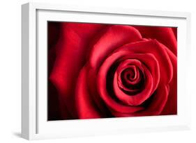 Closeup Red Rose Flower as Love Nature Background-Voy-Framed Photographic Print