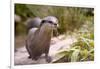 Closeup Small-Clawed Otter Among Plants-Christian Musat-Framed Photographic Print