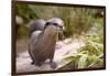 Closeup Small-Clawed Otter Among Plants-Christian Musat-Framed Photographic Print