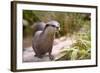 Closeup Small-Clawed Otter Among Plants-Christian Musat-Framed Photographic Print