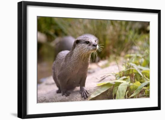 Closeup Small-Clawed Otter Among Plants-Christian Musat-Framed Photographic Print