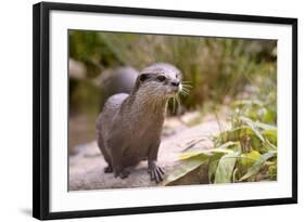 Closeup Small-Clawed Otter Among Plants-Christian Musat-Framed Photographic Print