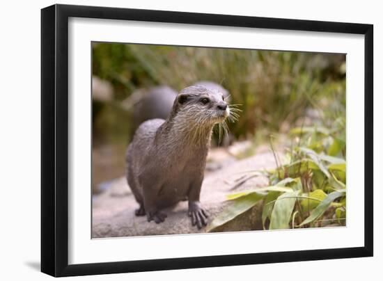 Closeup Small-Clawed Otter Among Plants-Christian Musat-Framed Premium Photographic Print