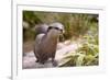 Closeup Small-Clawed Otter Among Plants-Christian Musat-Framed Photographic Print