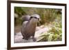 Closeup Small-Clawed Otter Among Plants-Christian Musat-Framed Photographic Print