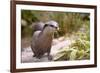 Closeup Small-Clawed Otter Among Plants-Christian Musat-Framed Photographic Print