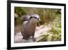 Closeup Small-Clawed Otter Among Plants-Christian Musat-Framed Photographic Print