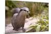 Closeup Small-Clawed Otter Among Plants-Christian Musat-Mounted Photographic Print