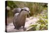 Closeup Small-Clawed Otter Among Plants-Christian Musat-Stretched Canvas