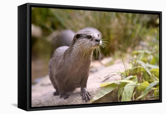 Closeup Small-Clawed Otter Among Plants-Christian Musat-Framed Stretched Canvas