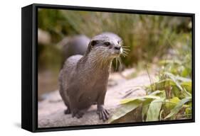 Closeup Small-Clawed Otter Among Plants-Christian Musat-Framed Stretched Canvas