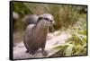 Closeup Small-Clawed Otter Among Plants-Christian Musat-Framed Stretched Canvas