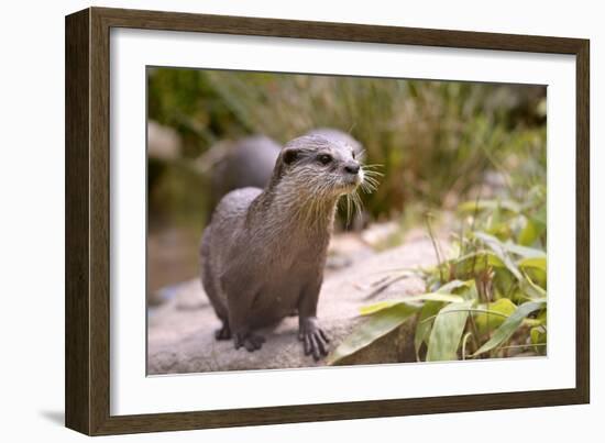 Closeup Small-Clawed Otter Among Plants-Christian Musat-Framed Photographic Print