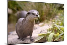 Closeup Small-Clawed Otter Among Plants-Christian Musat-Mounted Photographic Print