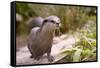 Closeup Small-Clawed Otter Among Plants-Christian Musat-Framed Stretched Canvas