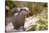 Closeup Small-Clawed Otter Among Plants-Christian Musat-Stretched Canvas