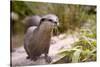 Closeup Small-Clawed Otter Among Plants-Christian Musat-Stretched Canvas