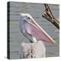 Closeup Spotted-Billed Pelecan Bird-Art9858-Stretched Canvas