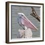 Closeup Spotted-Billed Pelecan Bird-Art9858-Framed Photographic Print