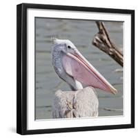 Closeup Spotted-Billed Pelecan Bird-Art9858-Framed Photographic Print