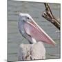 Closeup Spotted-Billed Pelecan Bird-Art9858-Mounted Photographic Print