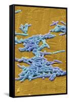 Clostridium Difficile Bacteria, SEM-David McCarthy-Framed Stretched Canvas