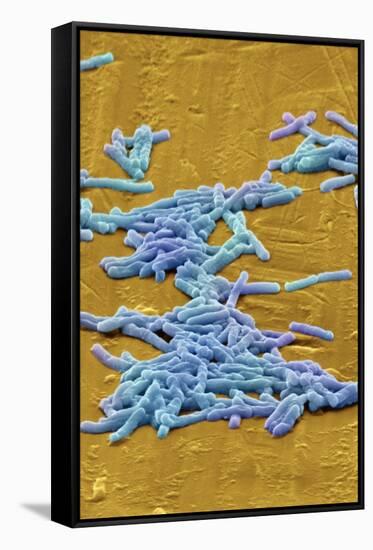 Clostridium Difficile Bacteria, SEM-David McCarthy-Framed Stretched Canvas