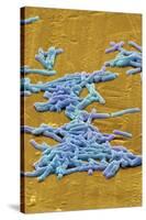 Clostridium Difficile Bacteria, SEM-David McCarthy-Stretched Canvas