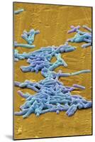 Clostridium Difficile Bacteria, SEM-David McCarthy-Mounted Photographic Print