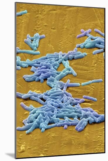 Clostridium Difficile Bacteria, SEM-David McCarthy-Mounted Photographic Print