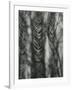 Cloth, c.1950-Brett Weston-Framed Photographic Print