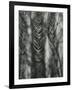 Cloth, c.1950-Brett Weston-Framed Photographic Print