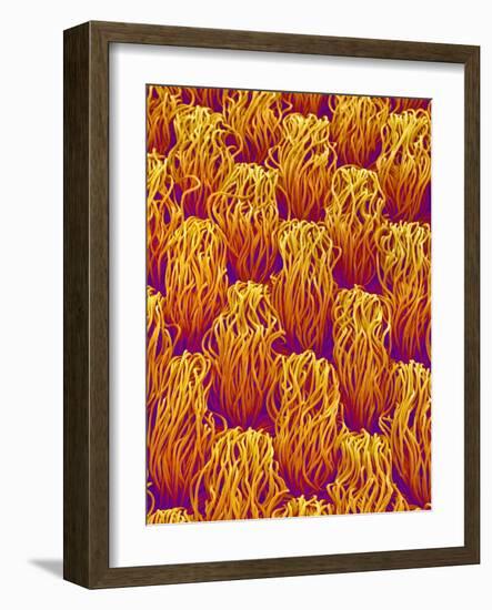 Cloth of a Brassiere Strap-Micro Discovery-Framed Photographic Print