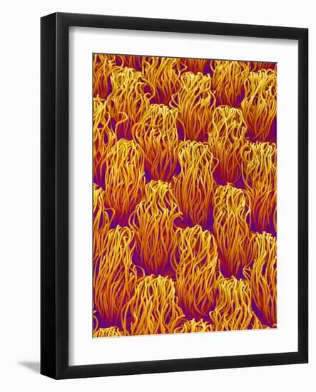 Cloth of a Brassiere Strap-Micro Discovery-Framed Photographic Print