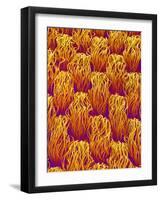 Cloth of a Brassiere Strap-Micro Discovery-Framed Photographic Print