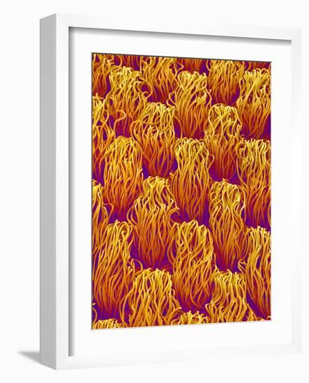 Cloth of a Brassiere Strap-Micro Discovery-Framed Photographic Print