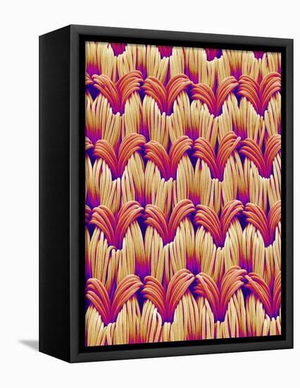 Cloth of women's underwear-Micro Discovery-Framed Stretched Canvas