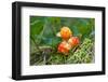 Cloud Berries on A Bog close up in Summer-blinow61-Framed Photographic Print