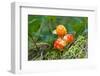 Cloud Berries on A Bog close up in Summer-blinow61-Framed Photographic Print