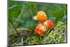 Cloud Berries on A Bog close up in Summer-blinow61-Mounted Photographic Print