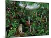 Cloud Forest Creatures-Betty Lou-Mounted Giclee Print