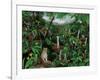 Cloud Forest Creatures-Betty Lou-Framed Giclee Print