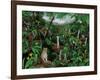 Cloud Forest Creatures-Betty Lou-Framed Giclee Print