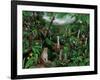 Cloud Forest Creatures-Betty Lou-Framed Giclee Print