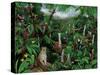 Cloud Forest Creatures-Betty Lou-Stretched Canvas