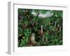 Cloud Forest Creatures-Betty Lou-Framed Giclee Print